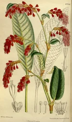 Polygonum Griffithii